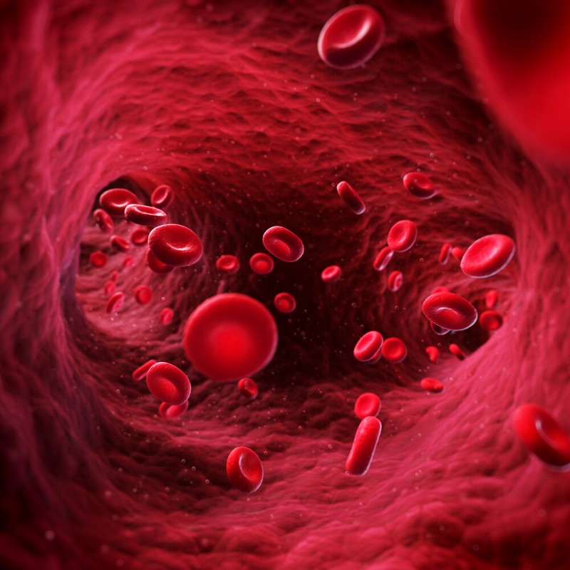 Thrombozyten / Credit: SciePro/shutterstock.com