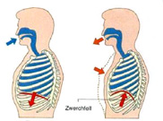 Zeichnung zweier menschlicher Oberkörper im Querschnitt; einerseits Lage des Zwerchfells beim Einatmen, andererseits beim Ausatmen